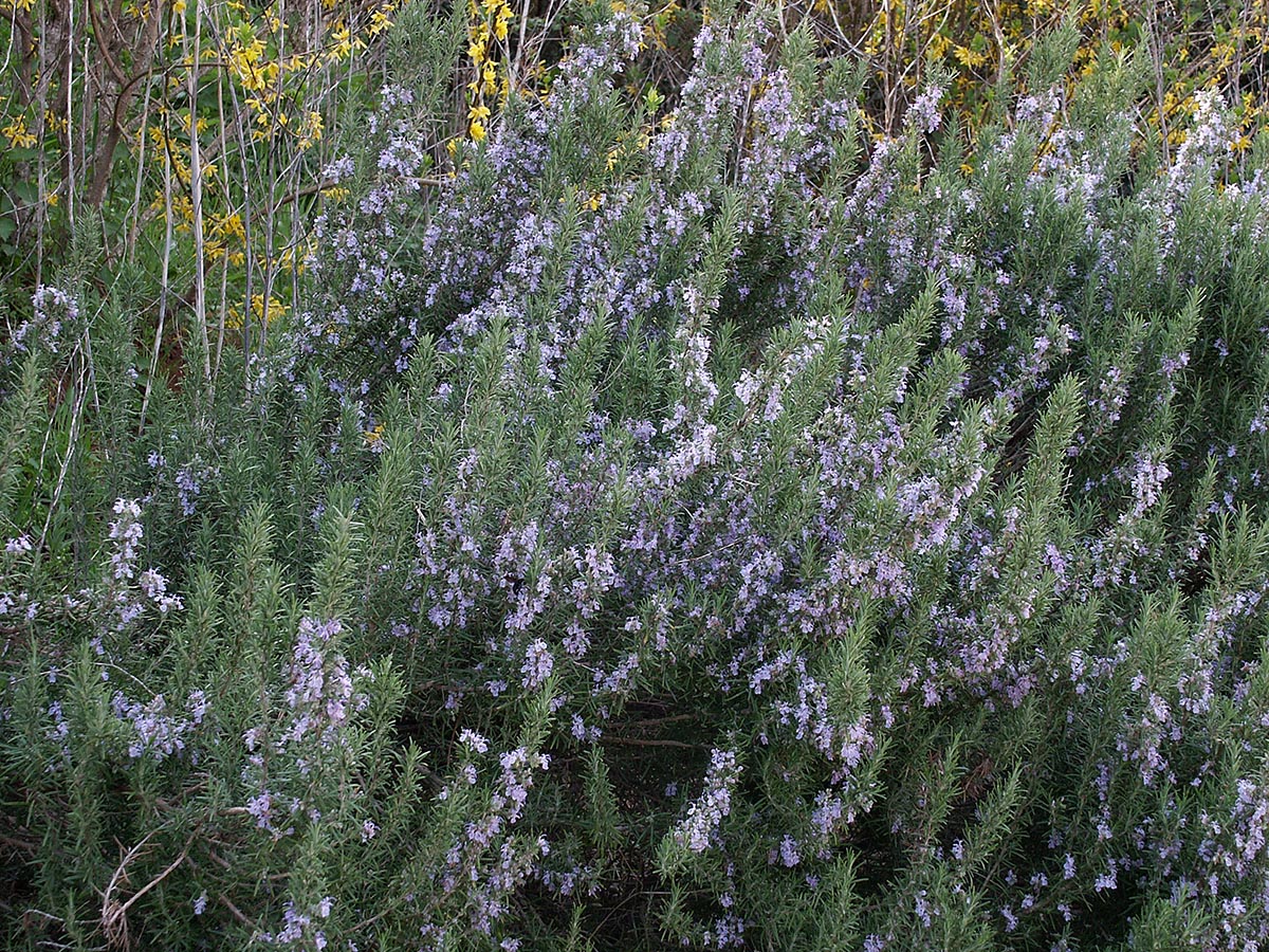 Rosmarinus officinalis